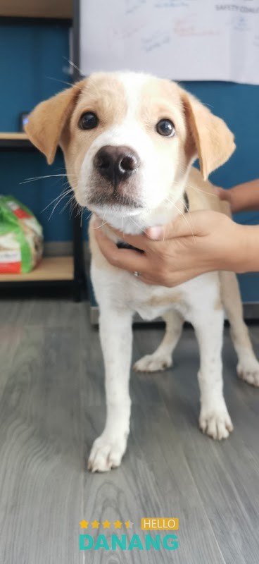 Paws Hội An – hình ảnh 2