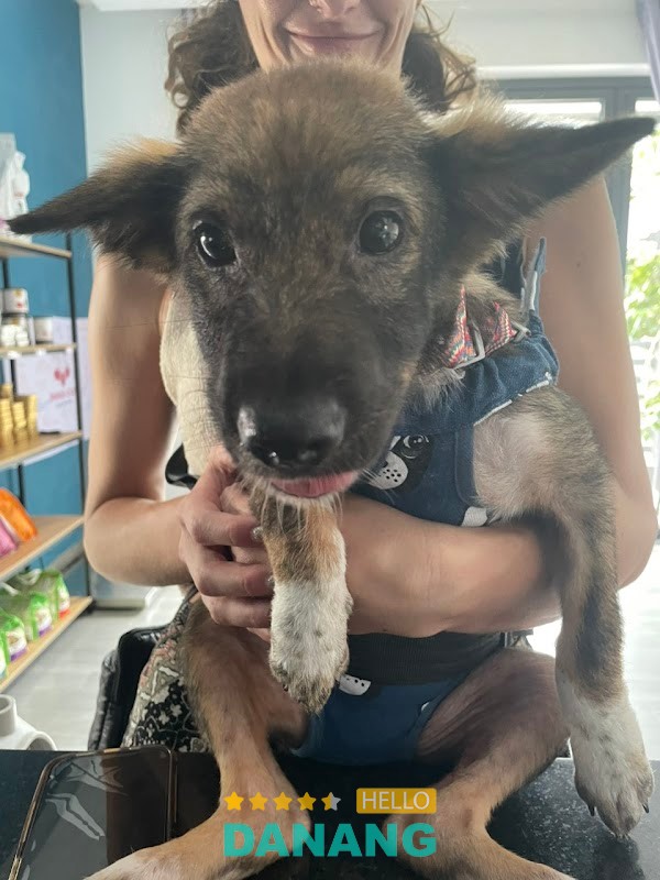 Paws Hội An – hình ảnh 3