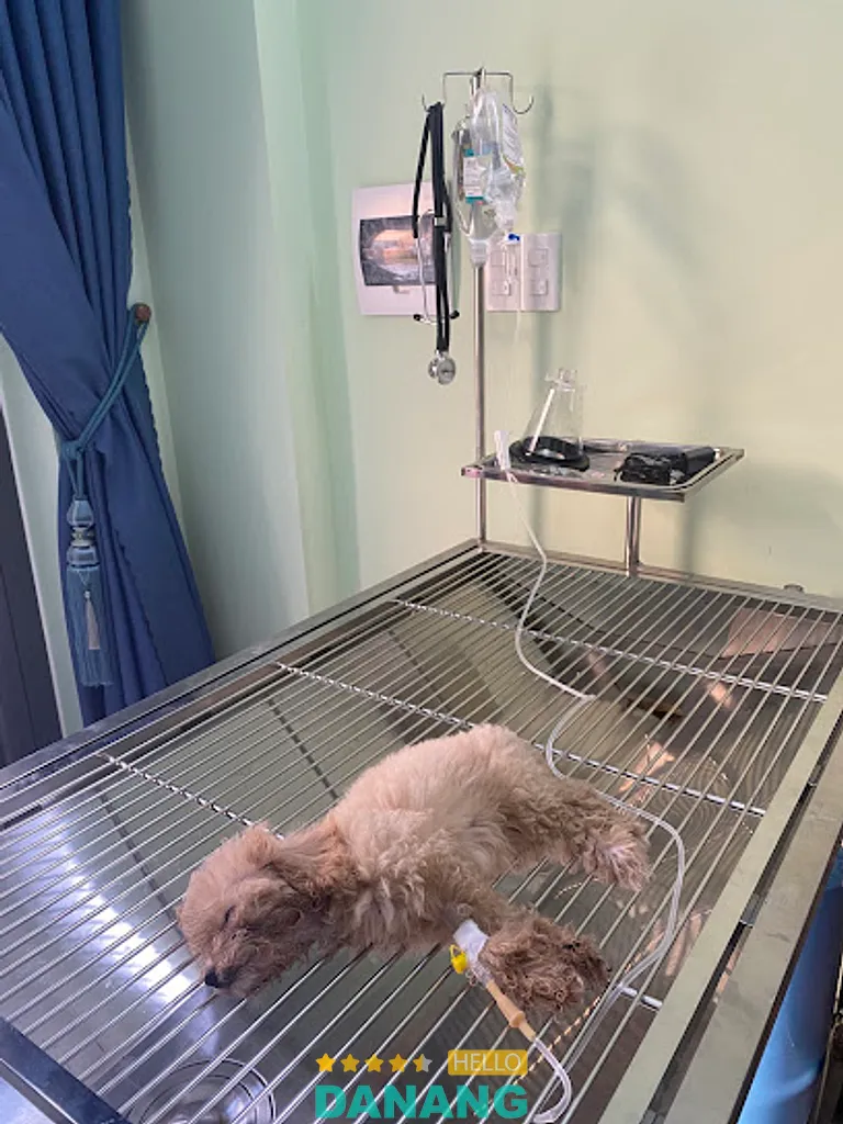 Phòng Khám Thú Y VVET: 14 Bình An 4, Hoà Cường